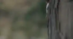 Arnold Schwarzenegger peeks from behind tree