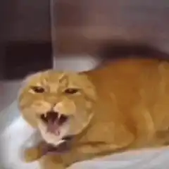 orange tabby cat meowing and yawning