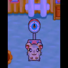 hamster on scale breaks