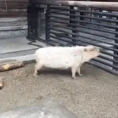 Capybara defecating in enclosure