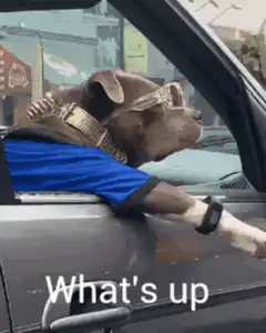 Dog in car with sunglasses What's up