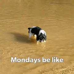 Dog in muddy water Mondays be like