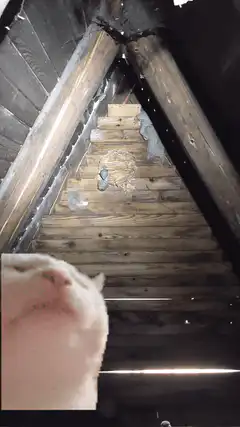 cat blowing dust off attic stairs