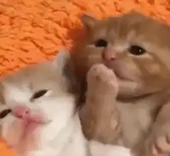 Two kittens cuddling on orange blanket