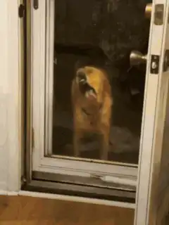Dog howling behind glass door