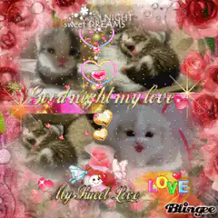 Good night my love cats collage