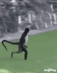 Monkey running on two legs