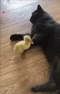 gray cat and yellow duckling