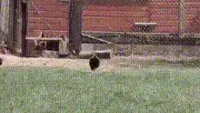 Chickens running around a coop