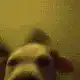 Dog head bobbing with color shifts