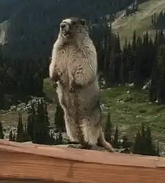 Marmot screaming on a roof