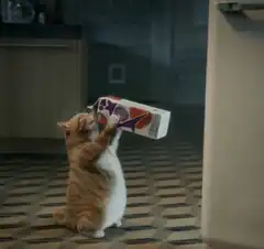 Cat holding juice carton