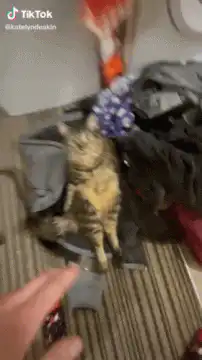 Cat sitting in laundry pile