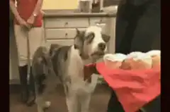 Dog shocked by cupcakes then war footage