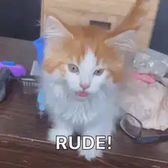 Fluffy kitten says rude