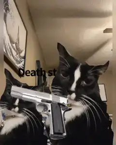 Death stare cat with gun