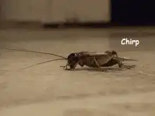 Cricket chirping on the ground