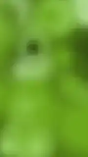 blurry green abstract background