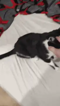 kitten pawing at hand