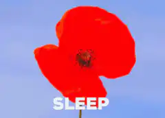 Red poppy flowers and the word sleep