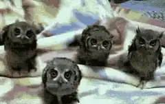 Cute baby owls looking around