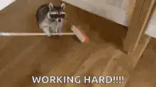 Raccoon sweeping floor working hard