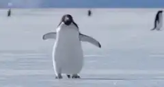 Penguin waddling on ice
