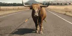 That's a big bull