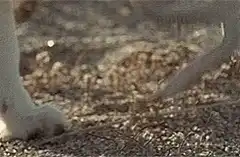 Arctic fox eating a snake