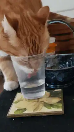orange cat drinking water from glass