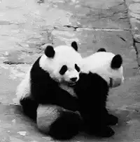 Two pandas cuddling together
