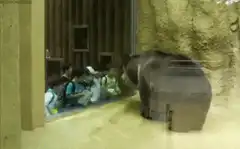 bear looks at kids in zoo