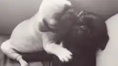 fawn pug puppy licking black pug