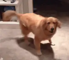 Golden Retriever doing a silly dance