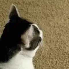 Curious cat turns head to look
