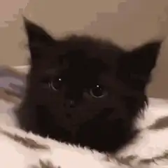 Black kitten head bobbing