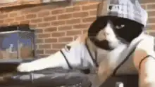 DJ Cat DJing