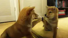 Shiba Inu puppy high fives mirror