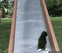 cat slides down playground slide