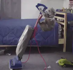 Cat cleaning litter box and flushing