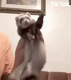 Ferret dancing on hand