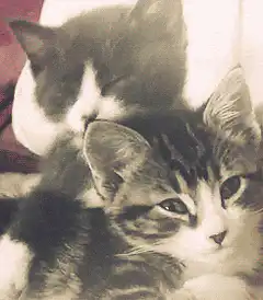 two kittens cuddling