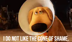 Dog wearing cone of shame