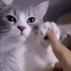 Cat slaps finger with paw