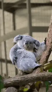 Koala sleeping on a tree branch