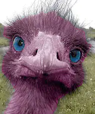 purple ostrich face