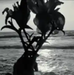 Silhouette of flowers on a beach
