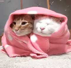 two cats under pink blanket
