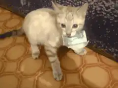 kitten playing with money