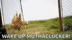 Chicken with coffee waking up